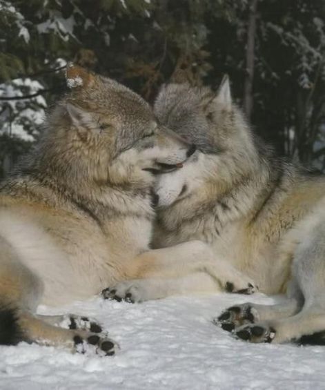 lovewolves.jpg