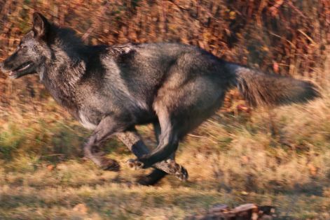 running_wolf.jpg
