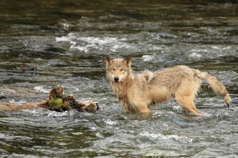 wolf_in_the_river.jpg