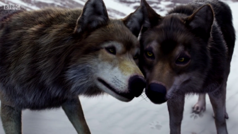 wolfblood5.png